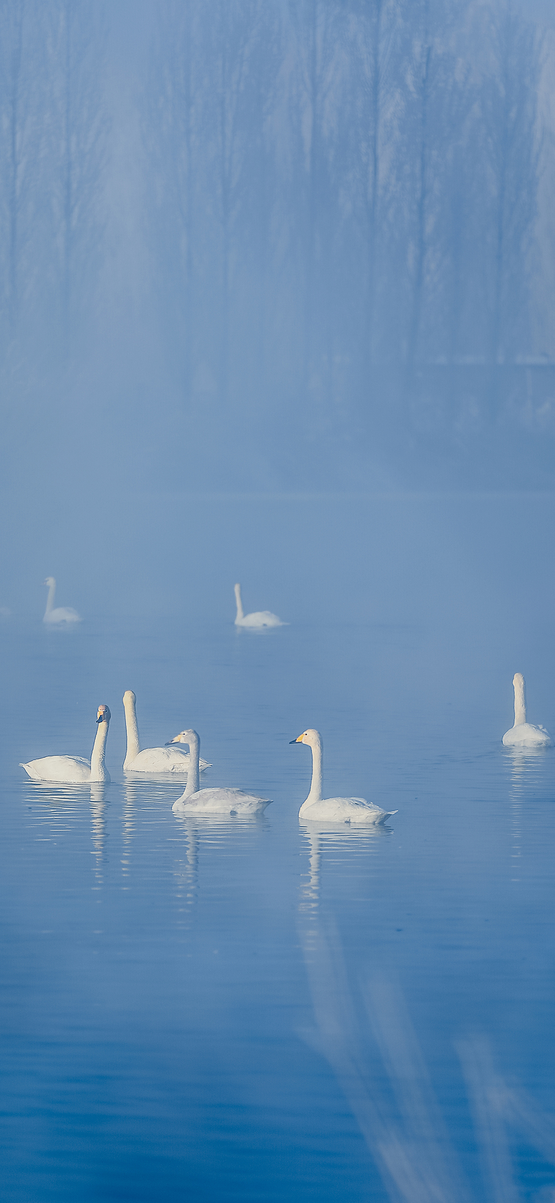 [2436×1125]天鹅 湖水 蓝色 雾气 朦胧 苹果手机壁纸图片