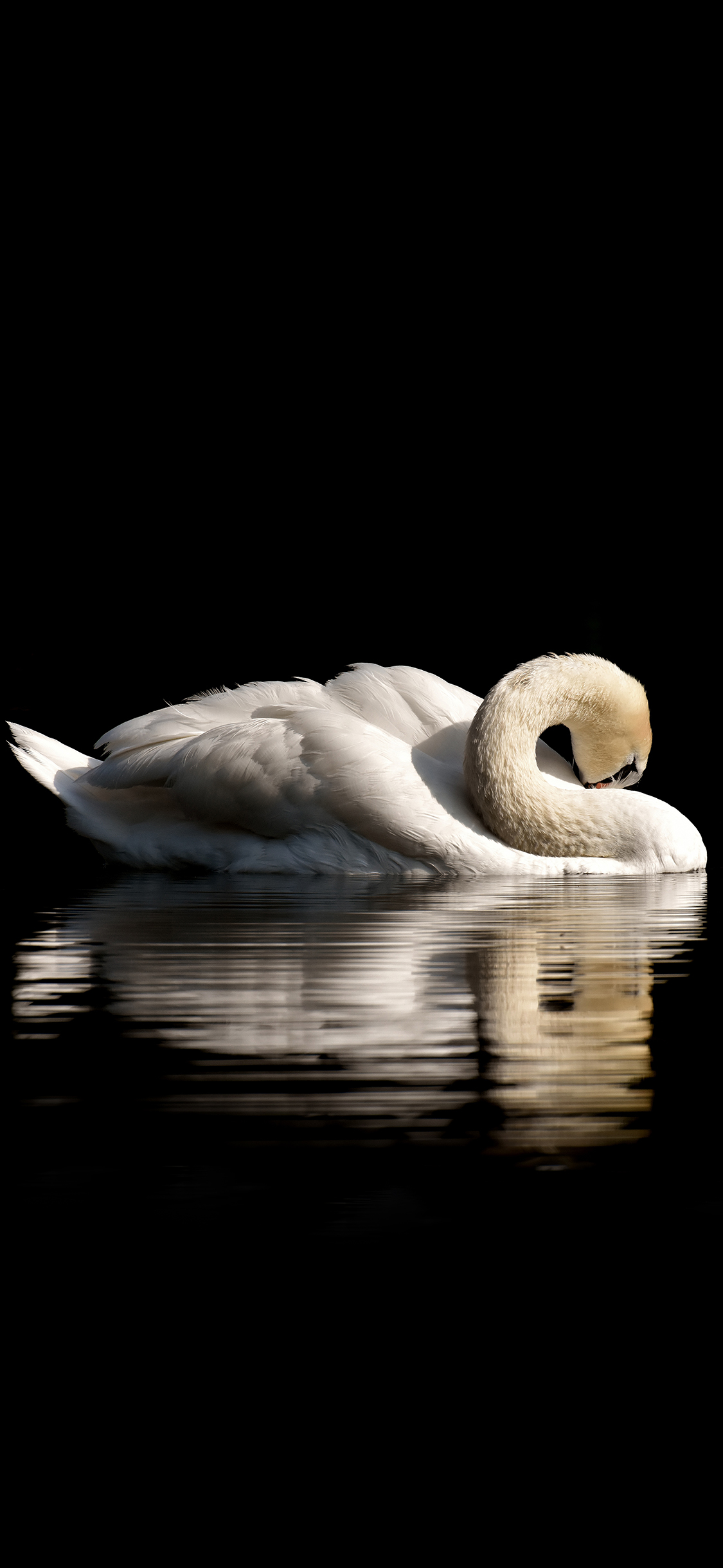 [2436×1125]天鹅 湖水 黑白 倒影 对称 翅膀 苹果手机壁纸图片