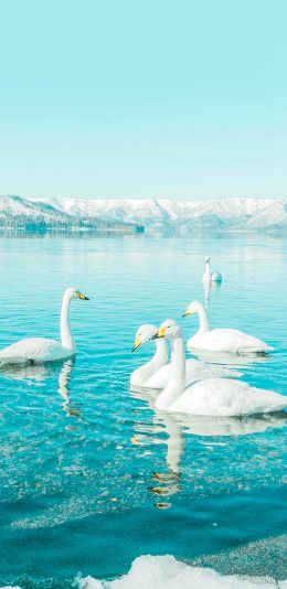 [2436x1125]天鹅 湖面 水禽 飞鸟 苹果手机壁纸图片