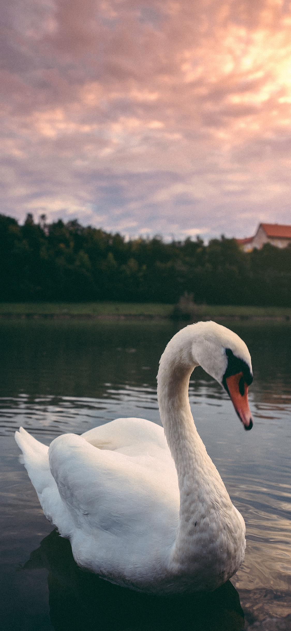 [2436×1125]天鹅 湖面 洁白 优雅 苹果手机壁纸图片