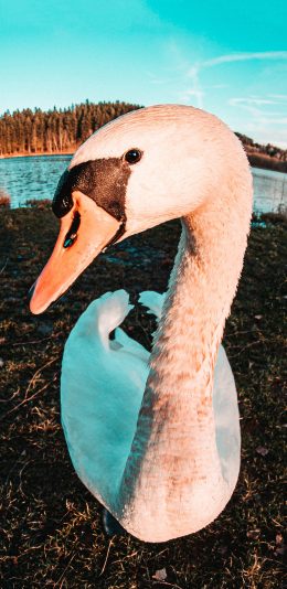 [2436x1125]天鹅 特写 大头照 翅膀 苹果手机壁纸图片