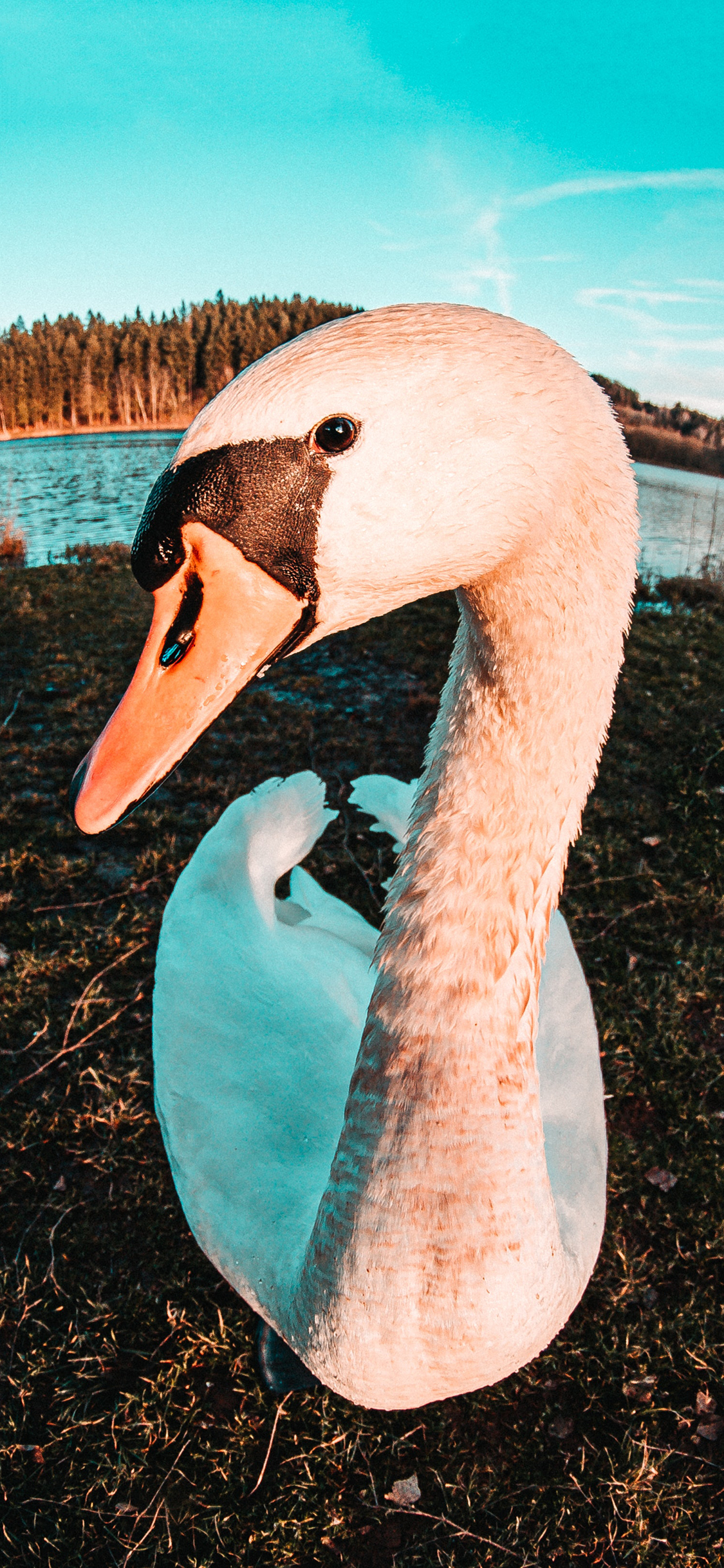[2436×1125]天鹅 特写 大头照 翅膀 苹果手机壁纸图片