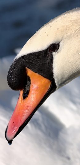 [2436x1125]天鹅 特写 美丽 禽类 水珠 苹果手机壁纸图片