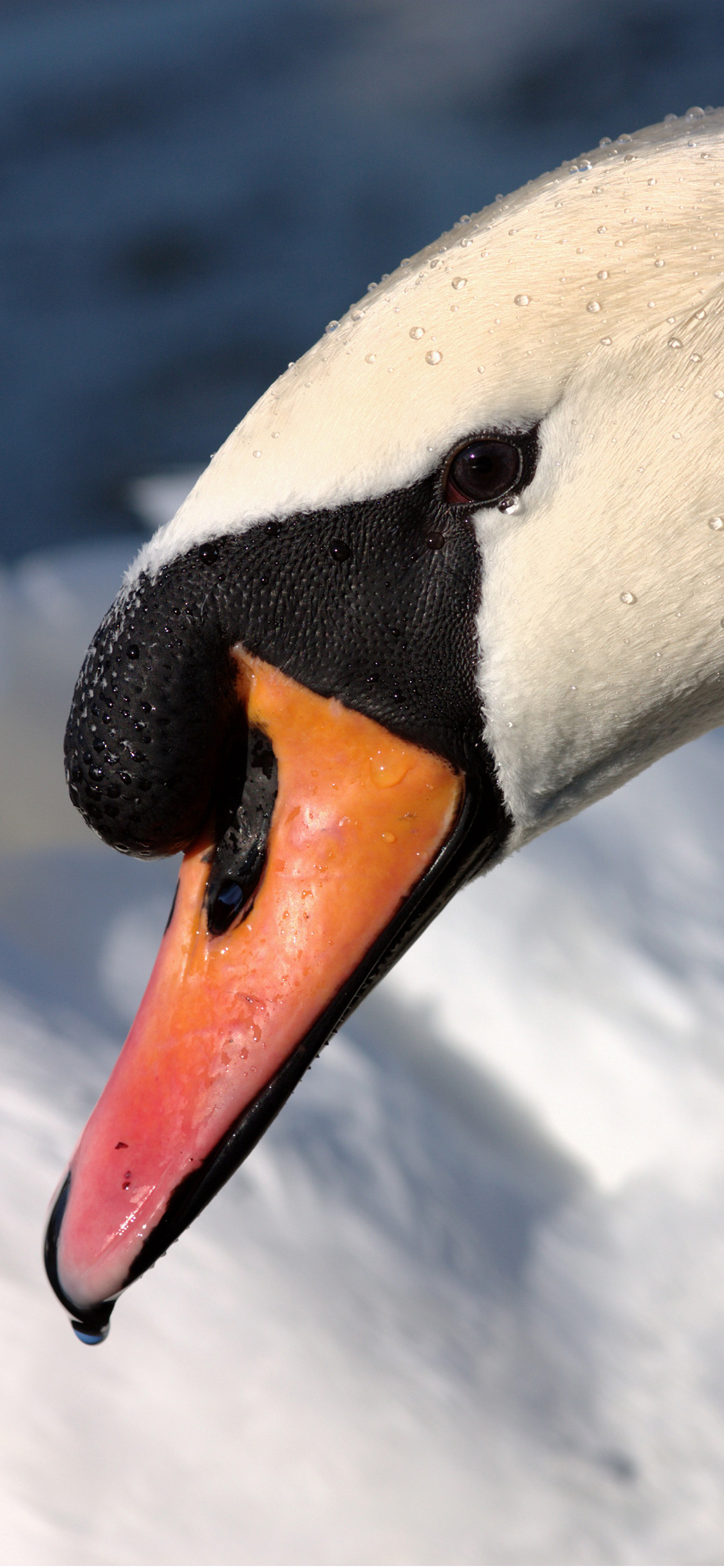 [2436×1125]天鹅 特写 美丽 禽类 水珠 苹果手机壁纸图片