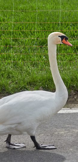 [2436x1125]天鹅 禽类 羽毛 草坪 行走 苹果手机壁纸图片