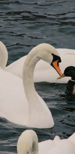 [2436x1125]天鹅 禽类 羽毛 鸭子 湖水 苹果手机壁纸图片