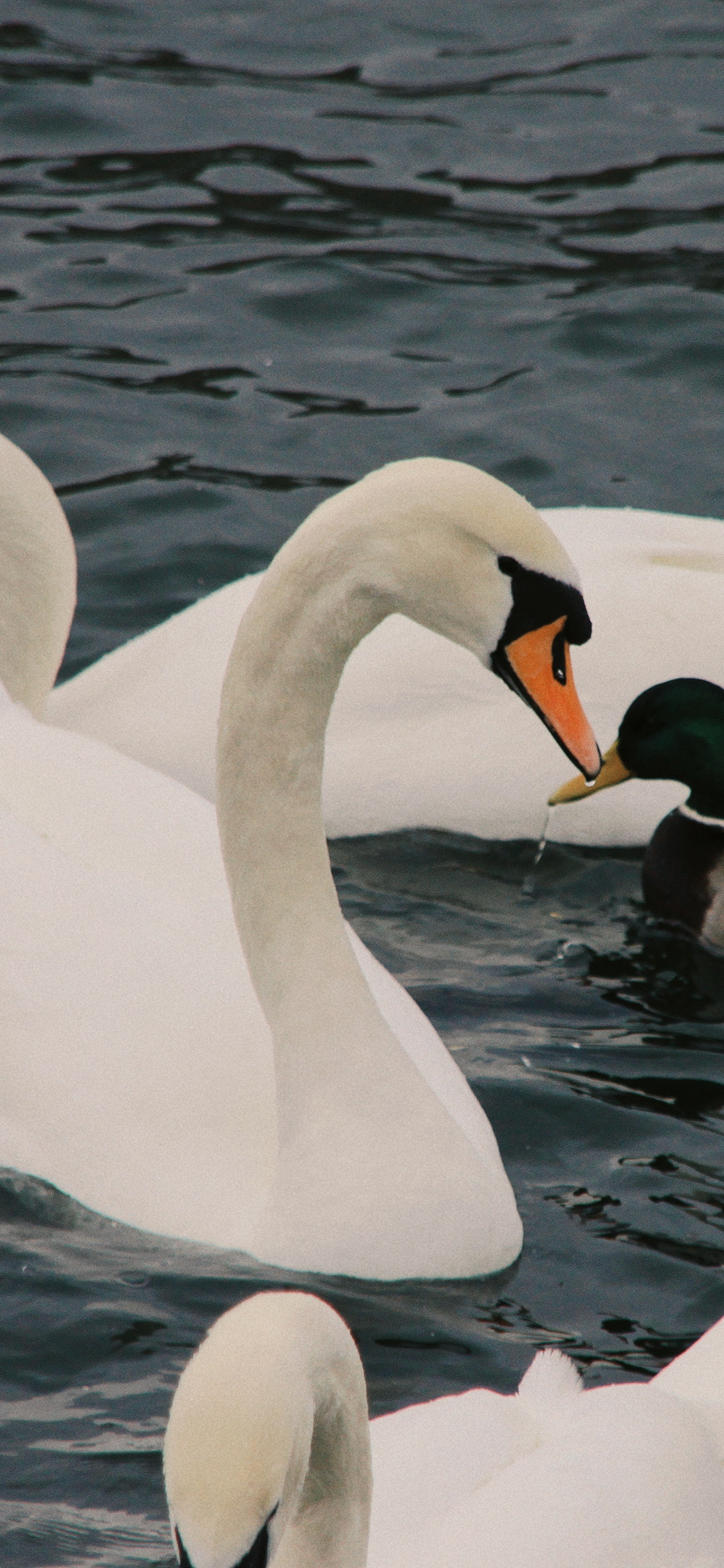 [2436×1125]天鹅 禽类 羽毛 鸭子 湖水 苹果手机壁纸图片