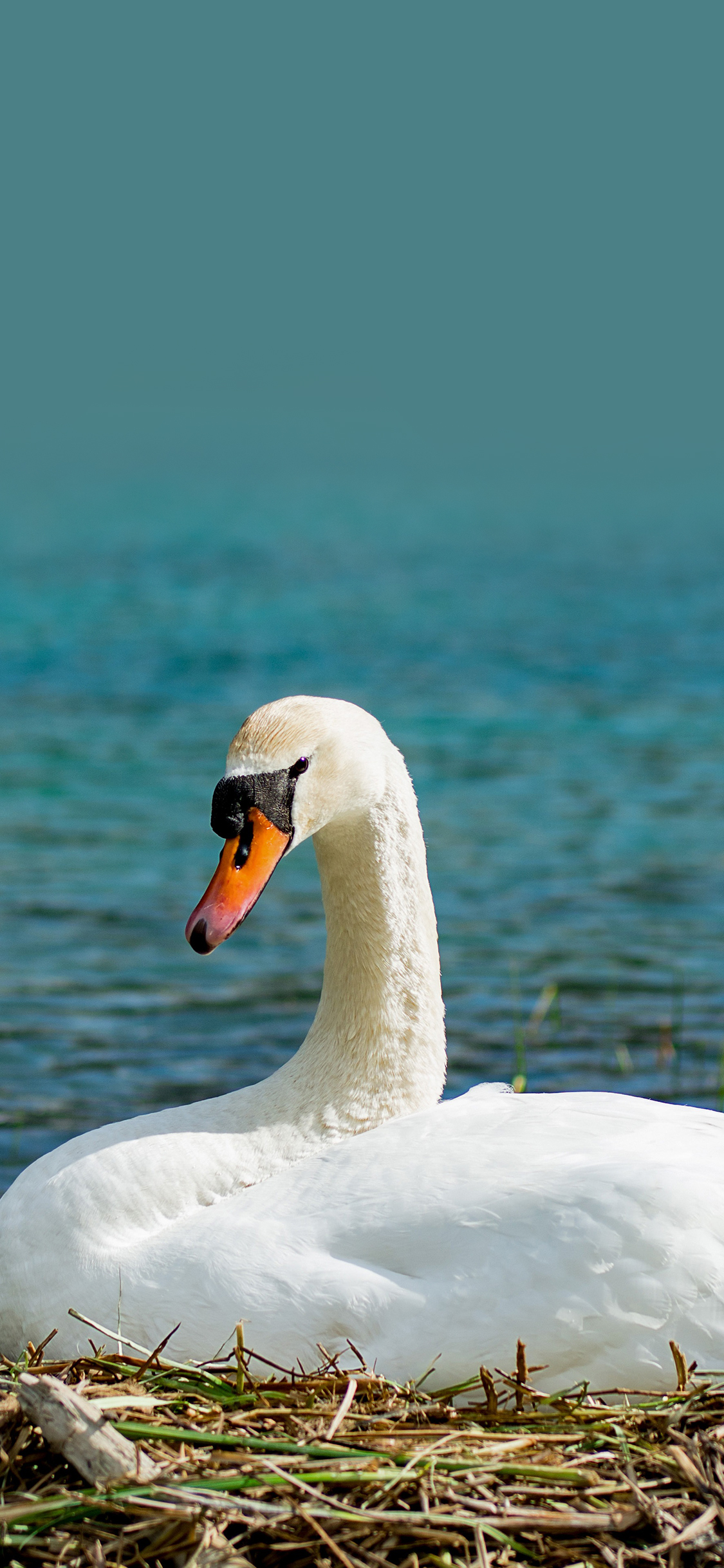 [2436×1125]天鹅 美丽 羽毛 翅膀 湖水 苹果手机壁纸图片