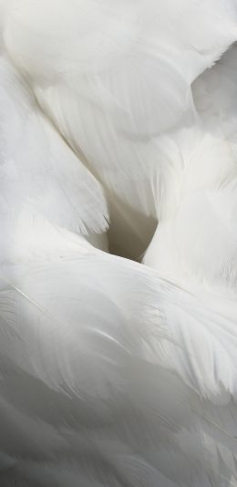 [2436x1125]天鹅 羽毛 尾巴 白色 洁白 苹果手机壁纸图片