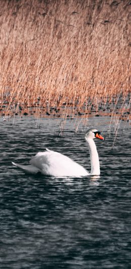[2436x1125]天鹅 羽毛 湖水 芦苇 苹果手机壁纸图片
