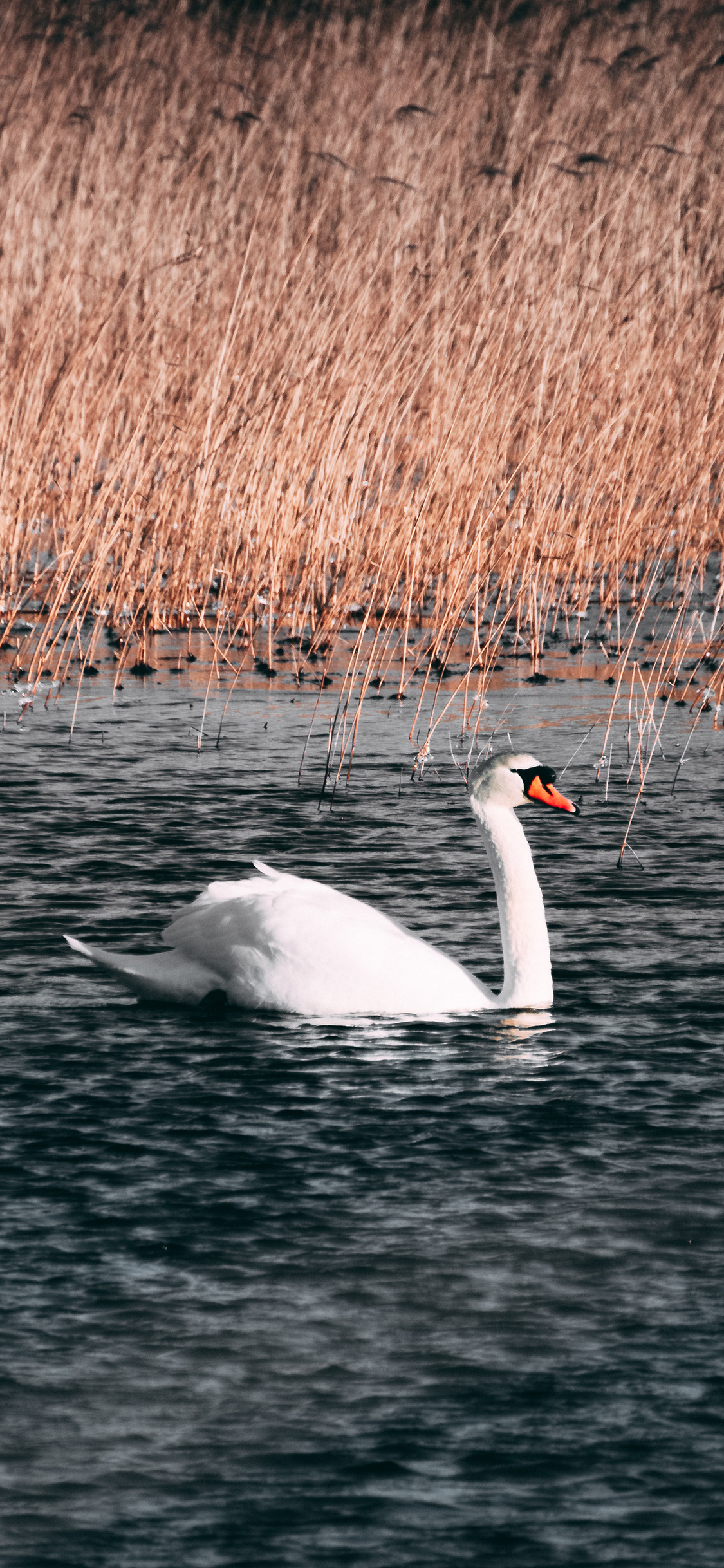 [2436×1125]天鹅 羽毛 湖水 芦苇 苹果手机壁纸图片