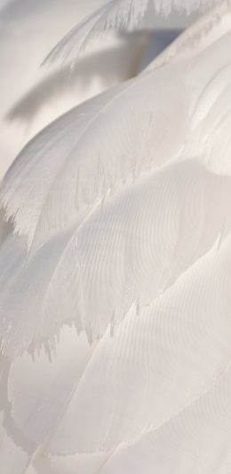 [2436x1125]天鹅 羽毛 白色 美丽 苹果手机壁纸图片