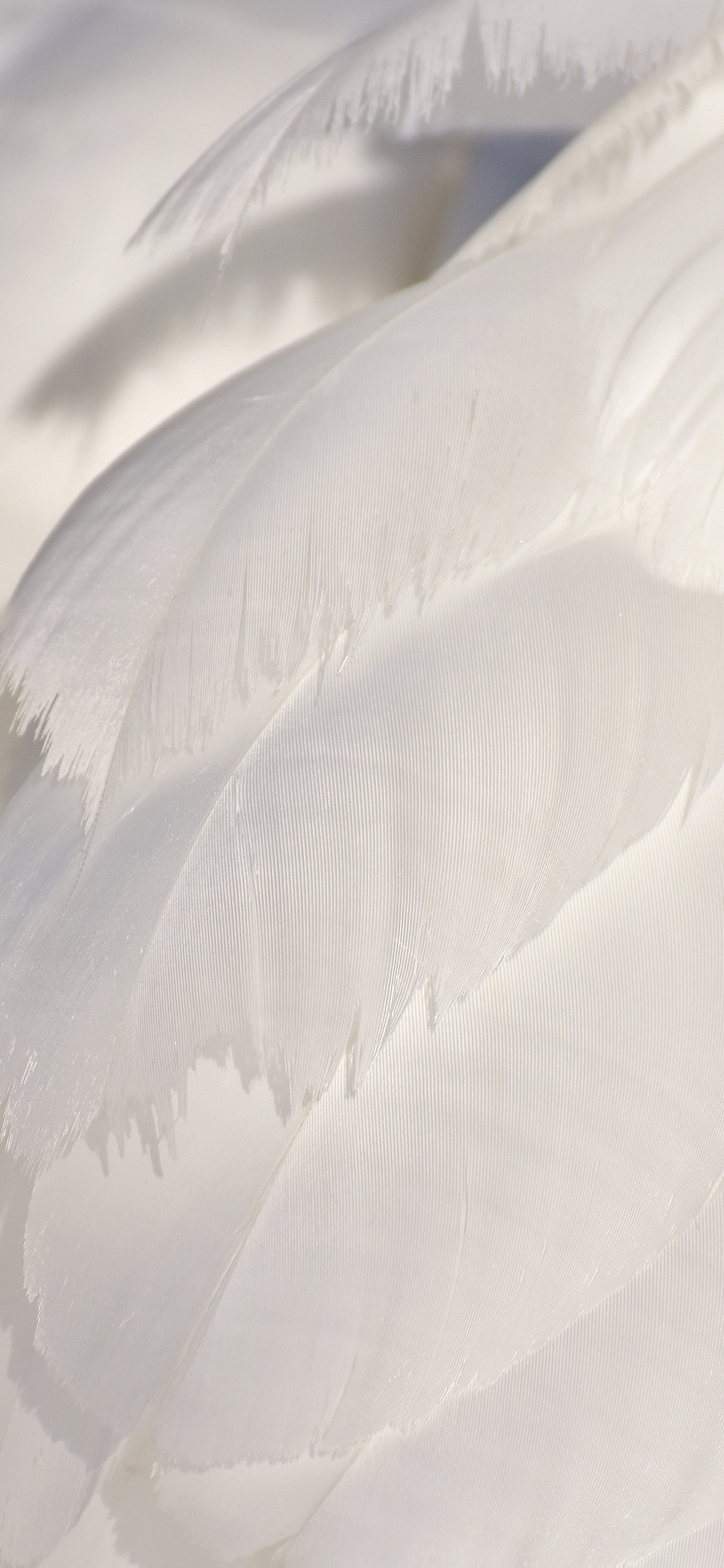 [2436×1125]天鹅 羽毛 白色 美丽 苹果手机壁纸图片