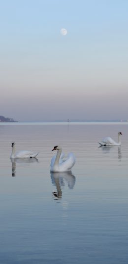 [2436x1125]天鹅 羽毛 翅膀 湖水 唯美 苹果手机壁纸图片