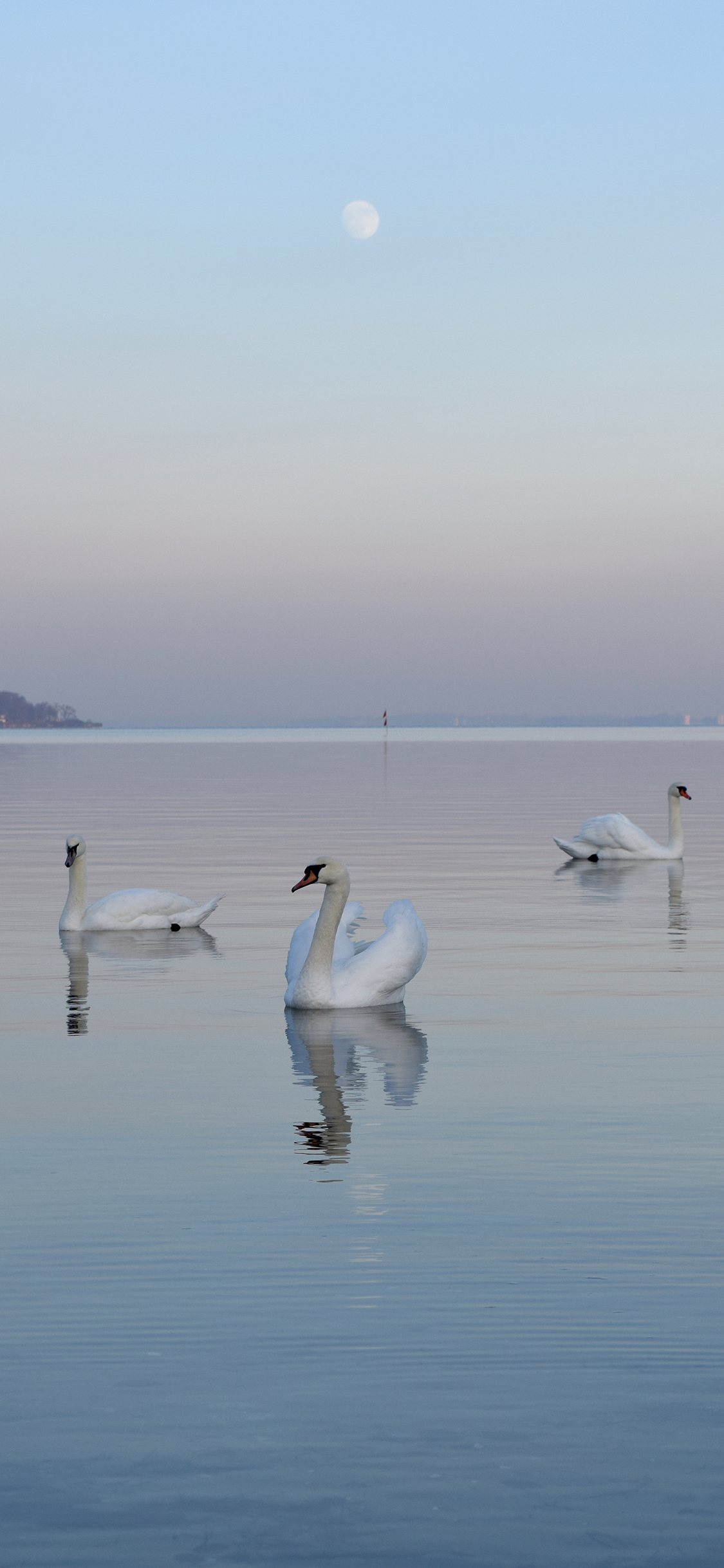 [2436×1125]天鹅 羽毛 翅膀 湖水 唯美 苹果手机壁纸图片
