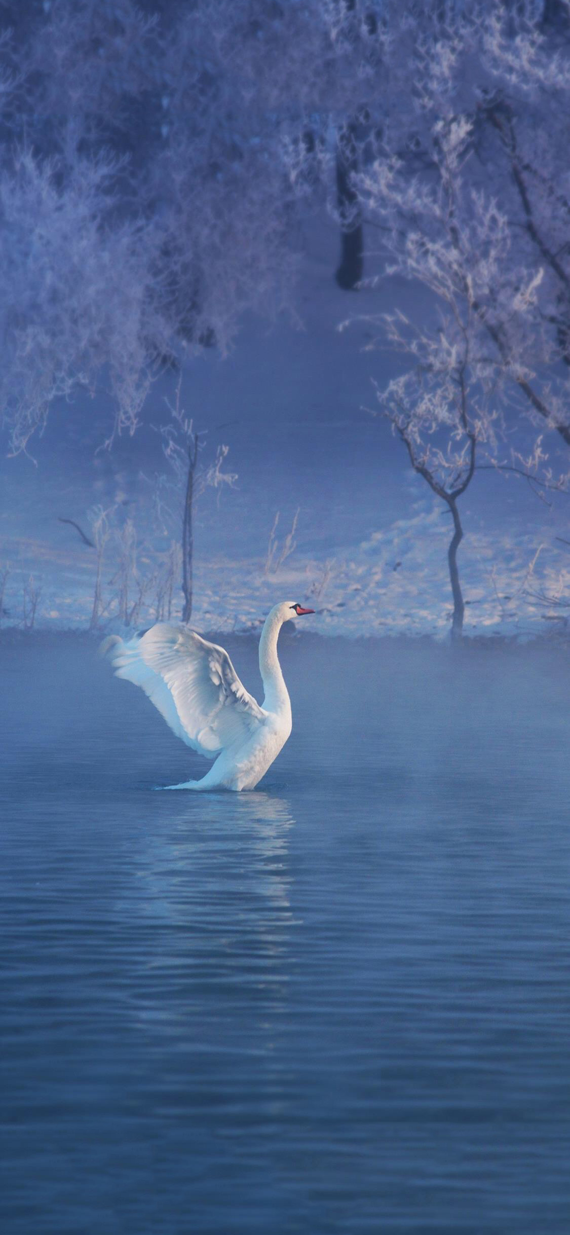 [2436×1125]天鹅 羽毛 翅膀 湖水 蓝色 唯美 苹果手机壁纸图片