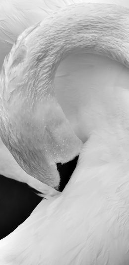 [2436x1125]天鹅 羽毛 黑白 唯美 美丽 苹果手机壁纸图片