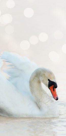 [2436x1125]天鹅 翅膀 羽毛 唯美 苹果手机壁纸图片