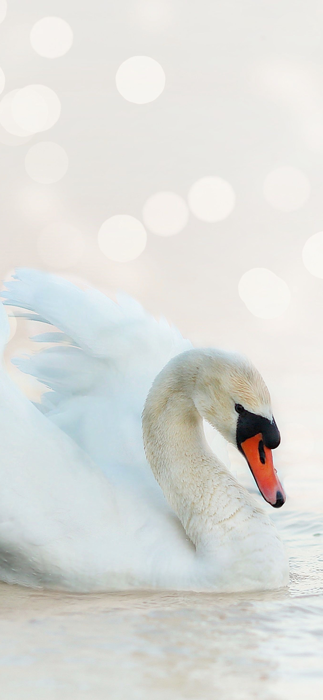 [2436×1125]天鹅 翅膀 羽毛 唯美 苹果手机壁纸图片