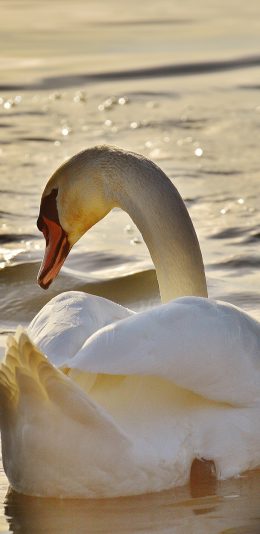 [2436x1125]天鹅 翅膀 背影 湖水 美丽 苹果手机壁纸图片