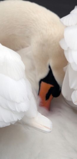 [2436x1125]天鹅 翅膀 躲避 羽毛 洁白 苹果手机壁纸图片