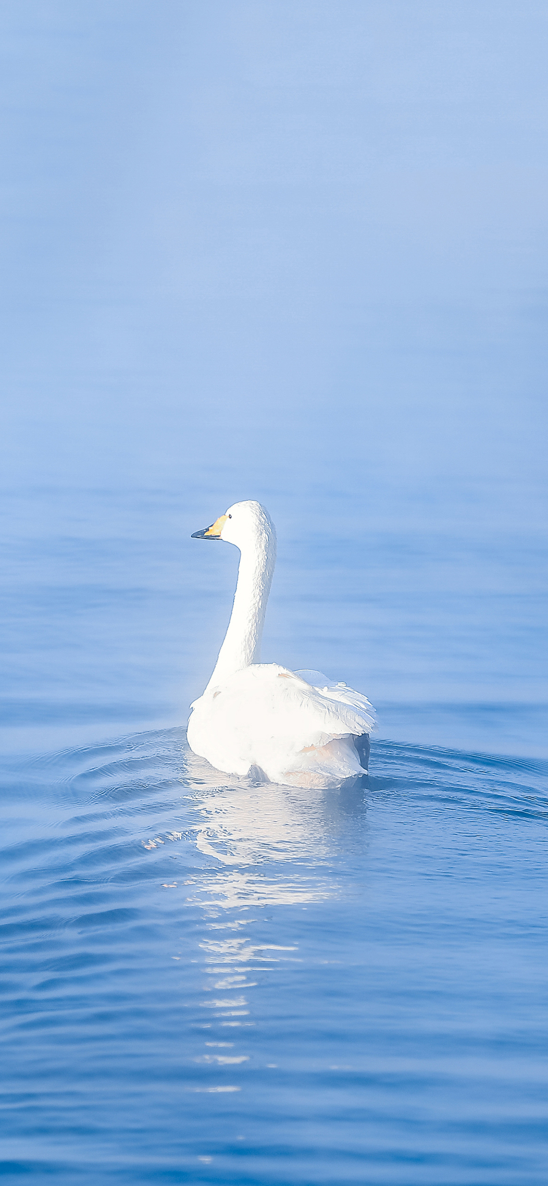 [2436×1125]天鹅 蓝色 湖水 羽毛 美丽 苹果手机壁纸图片