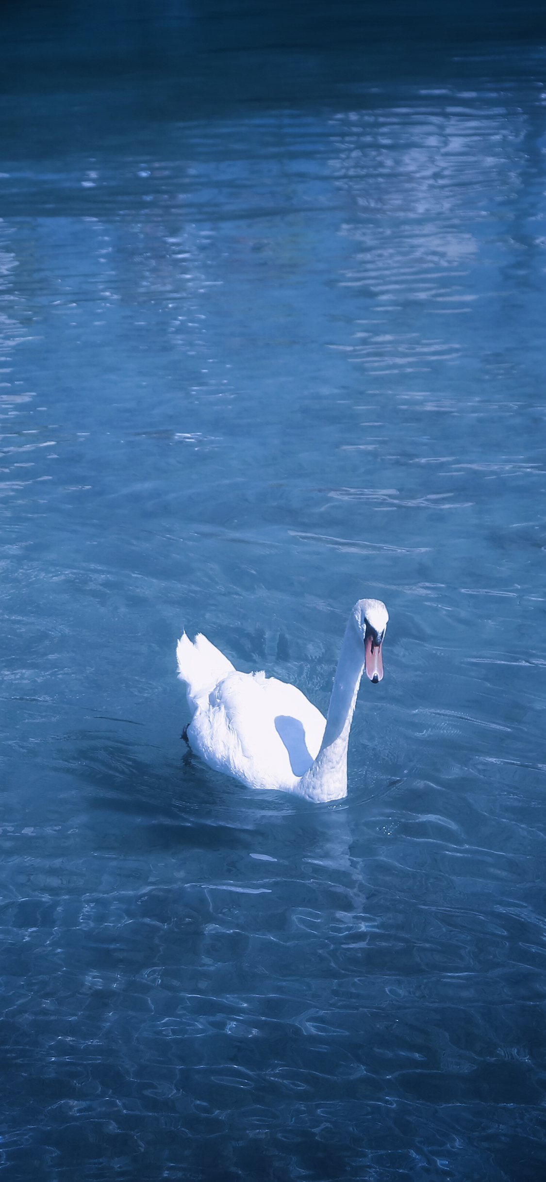 [2436×1125]天鹅 蓝色 湖水 翅膀 苹果手机壁纸图片