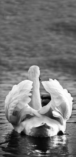 [2436x1125]天鹅 野生动物 野生 水禽 优雅 羽毛 苹果手机壁纸图片