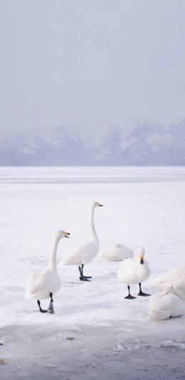 [2436x1125]天鹅 雪地 白色 冬季 苹果手机壁纸图片