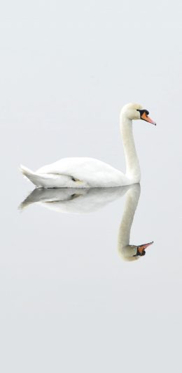 [2436x1125]天鹅 鸟 自然 水 镜像 倒影 美丽 白色 苹果手机壁纸图片