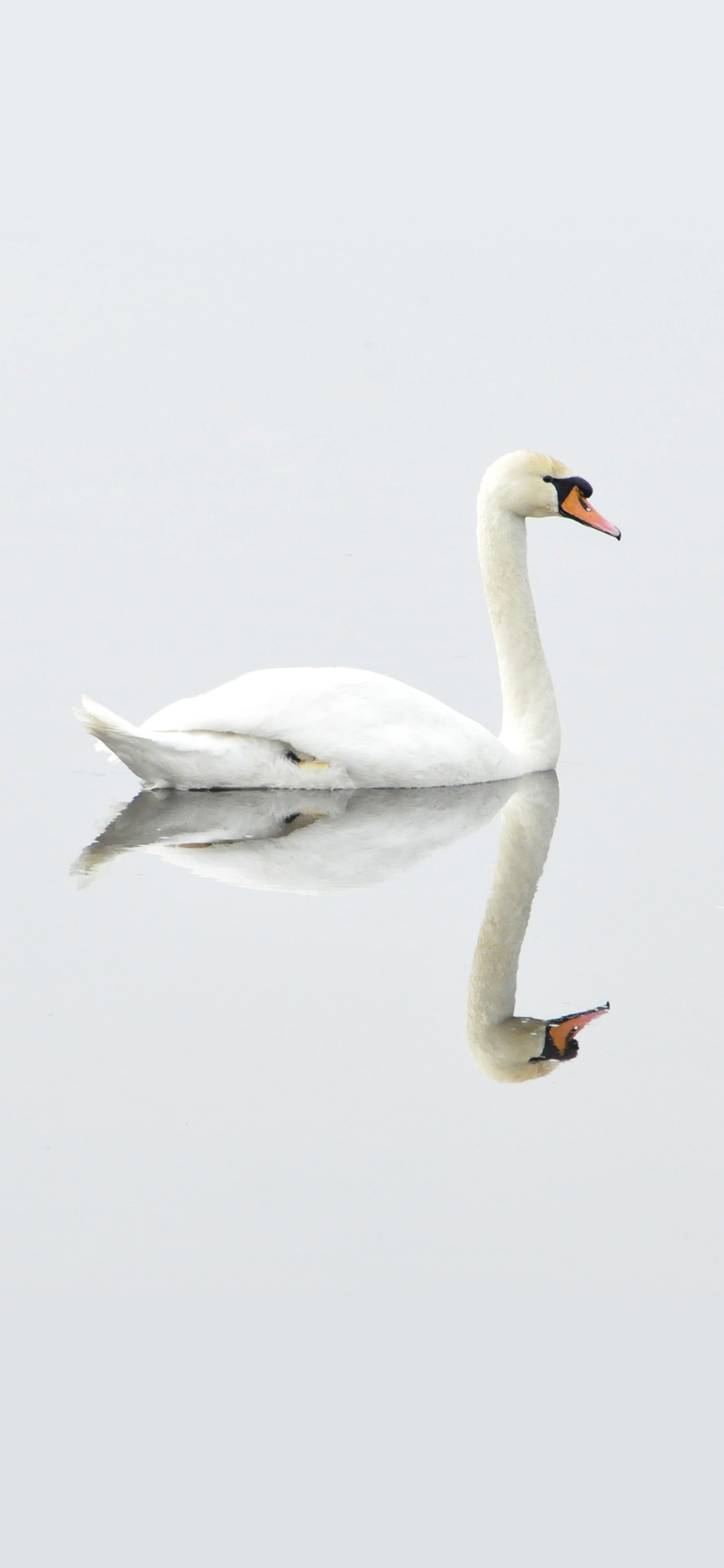 [2436×1125]天鹅 鸟 自然 水 镜像 倒影 美丽 白色 苹果手机壁纸图片