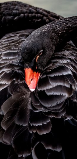 [2436x1125]天鹅 黑天鹅 羽毛 禽类 苹果手机壁纸图片