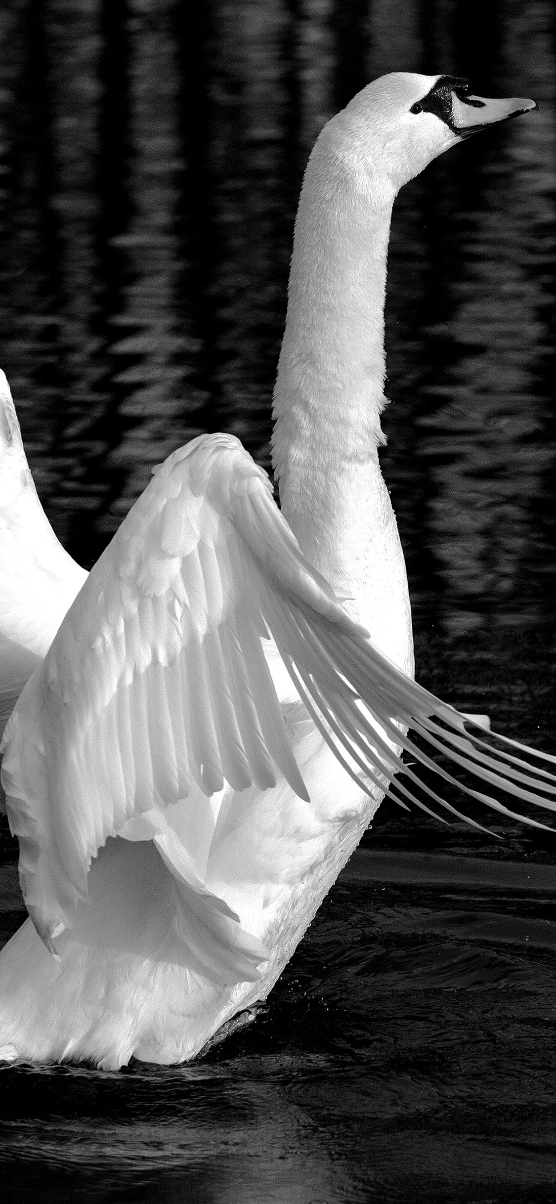 [2436×1125]天鹅 黑白 动物 翅膀 苹果手机壁纸图片
