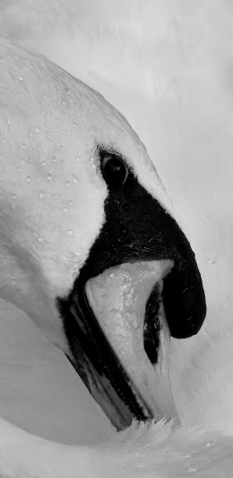 [2436x1125]天鹅 黑白 羽毛 唯美 美丽 翅膀 苹果手机壁纸图片