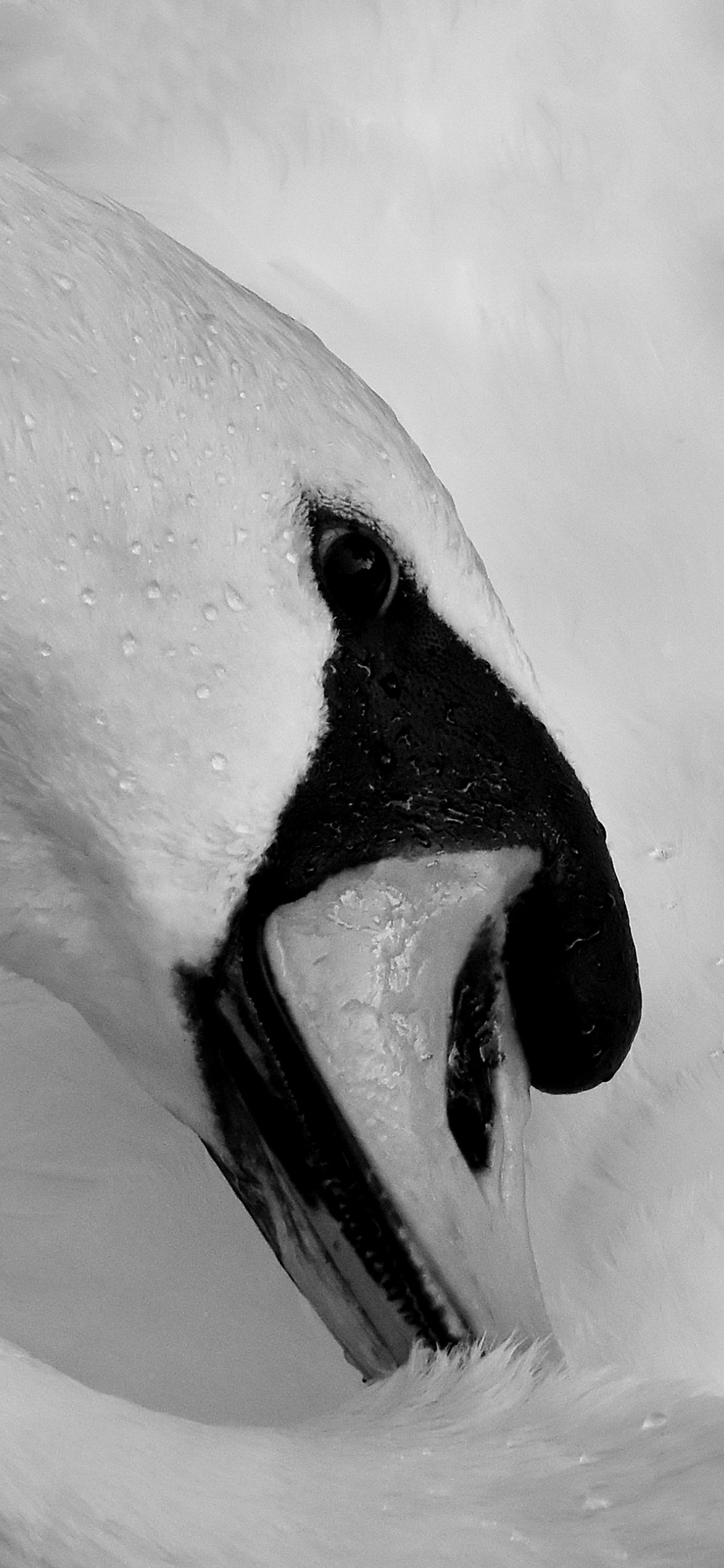 [2436×1125]天鹅 黑白 羽毛 唯美 美丽 翅膀 苹果手机壁纸图片