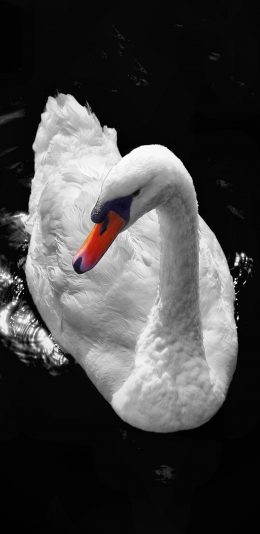 [2436x1125]天鹅 黑白 羽毛 湖水 翅膀 苹果手机壁纸图片