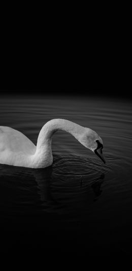 [2436x1125]天鹅 黑色 湖水 浮游 苹果手机壁纸图片