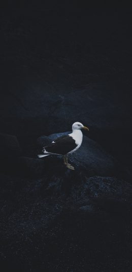 [2436x1125]太平洋鸥 飞鸟 栖息 苹果手机壁纸图片
