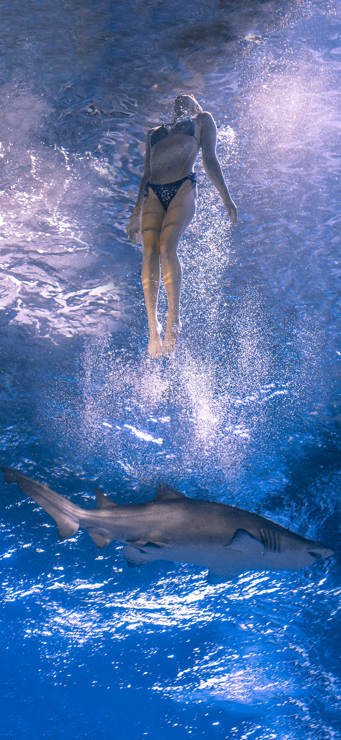 [2436×1125]女孩 潜水 海洋生物 鲨鱼 苹果手机壁纸图片