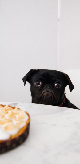 [2436x1125]委屈 巴哥 宠物 大眼 苹果手机壁纸图片