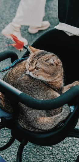 [2436x1125]婴儿车 宠物 猫咪 喵星人 苹果手机壁纸图片