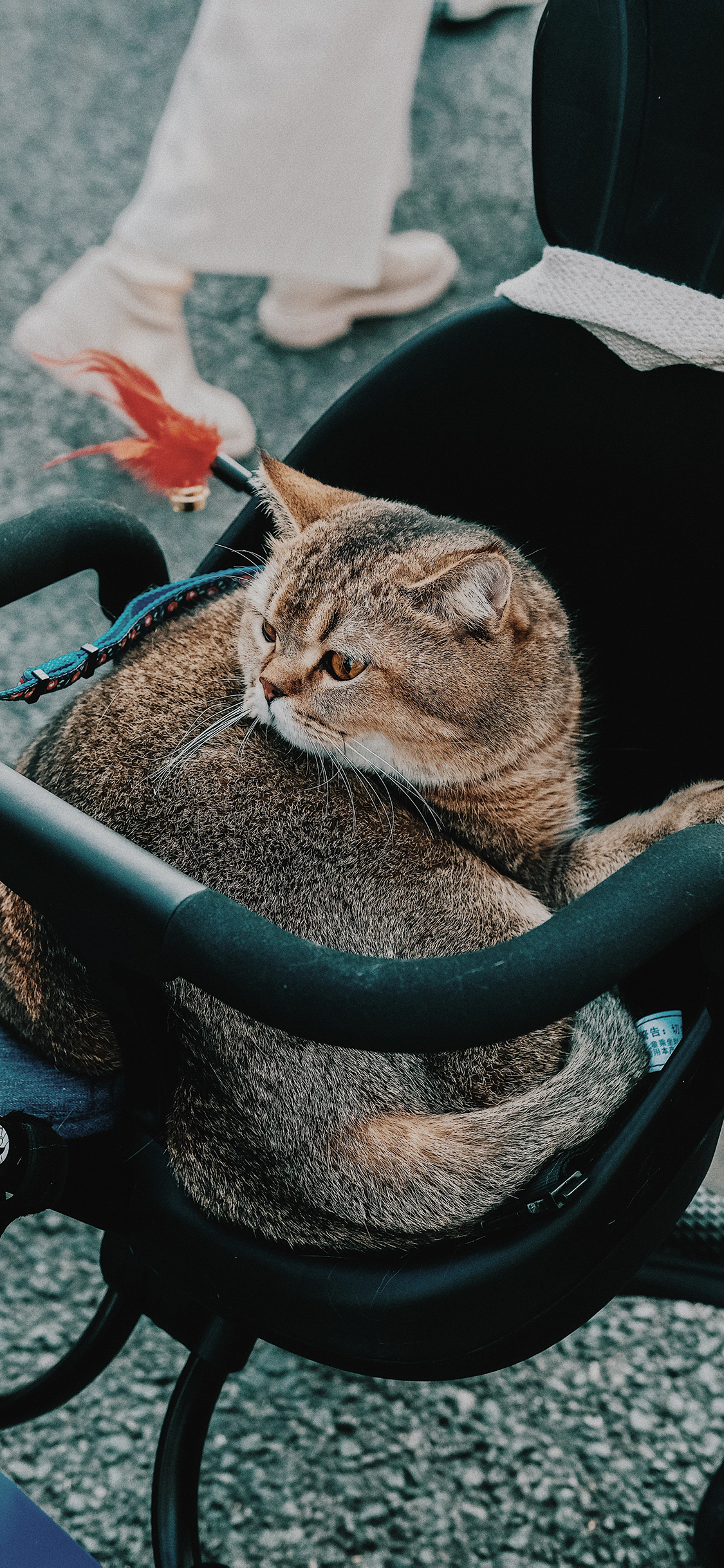 [2436×1125]婴儿车 宠物 猫咪 喵星人 苹果手机壁纸图片