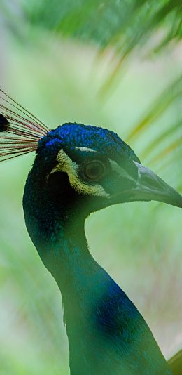[2436x1125]孔雀 叶子 鸟 苹果手机壁纸图片