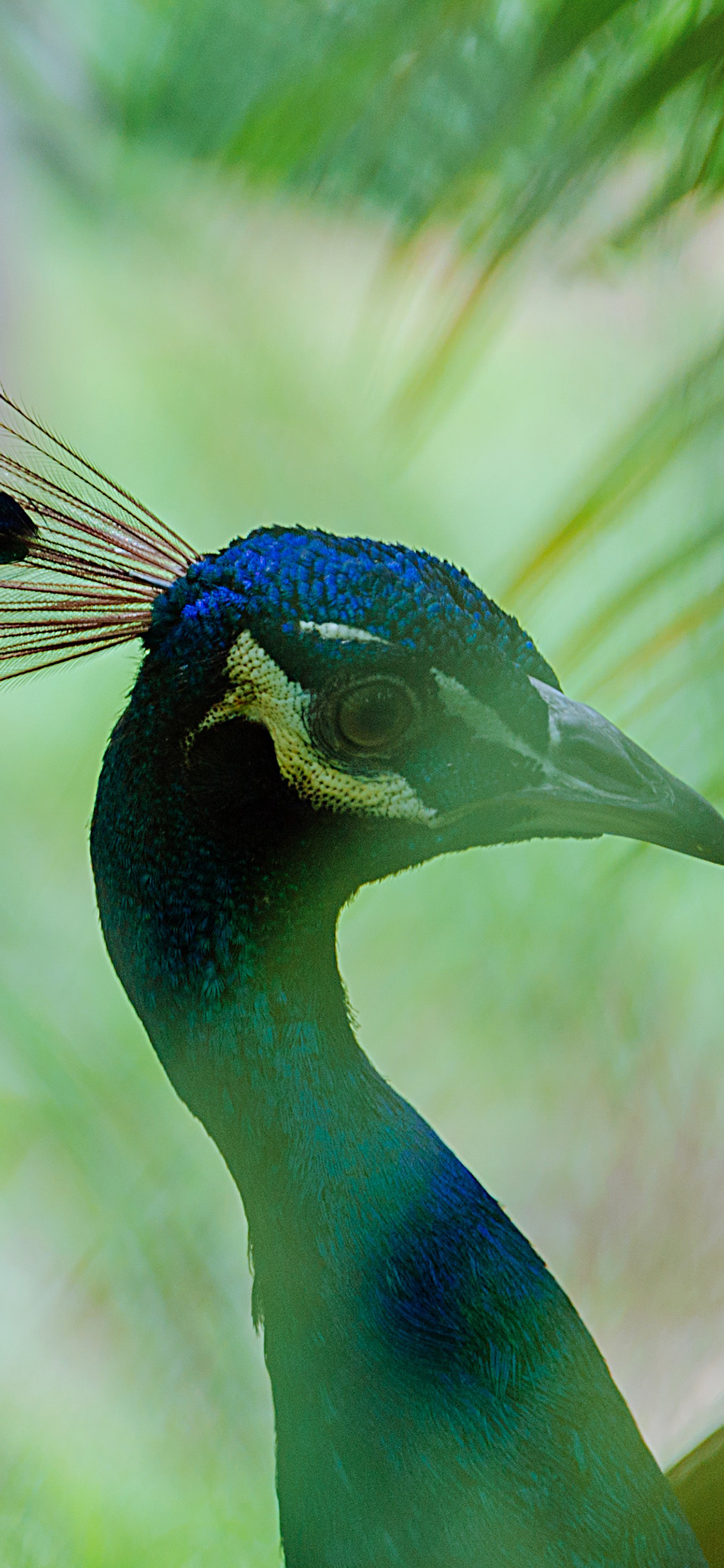 [2436×1125]孔雀 叶子 鸟 苹果手机壁纸图片