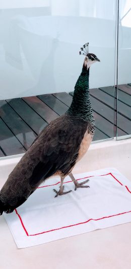 [2436x1125]孔雀 室内 羽翼 雌鸟 苹果手机壁纸图片