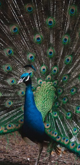 [2436x1125]孔雀 开屏 求偶 羽冠 苹果手机壁纸图片