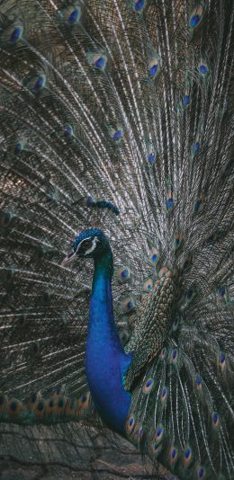 [2436x1125]孔雀 开屏 稚鸟 羽毛 苹果手机壁纸图片