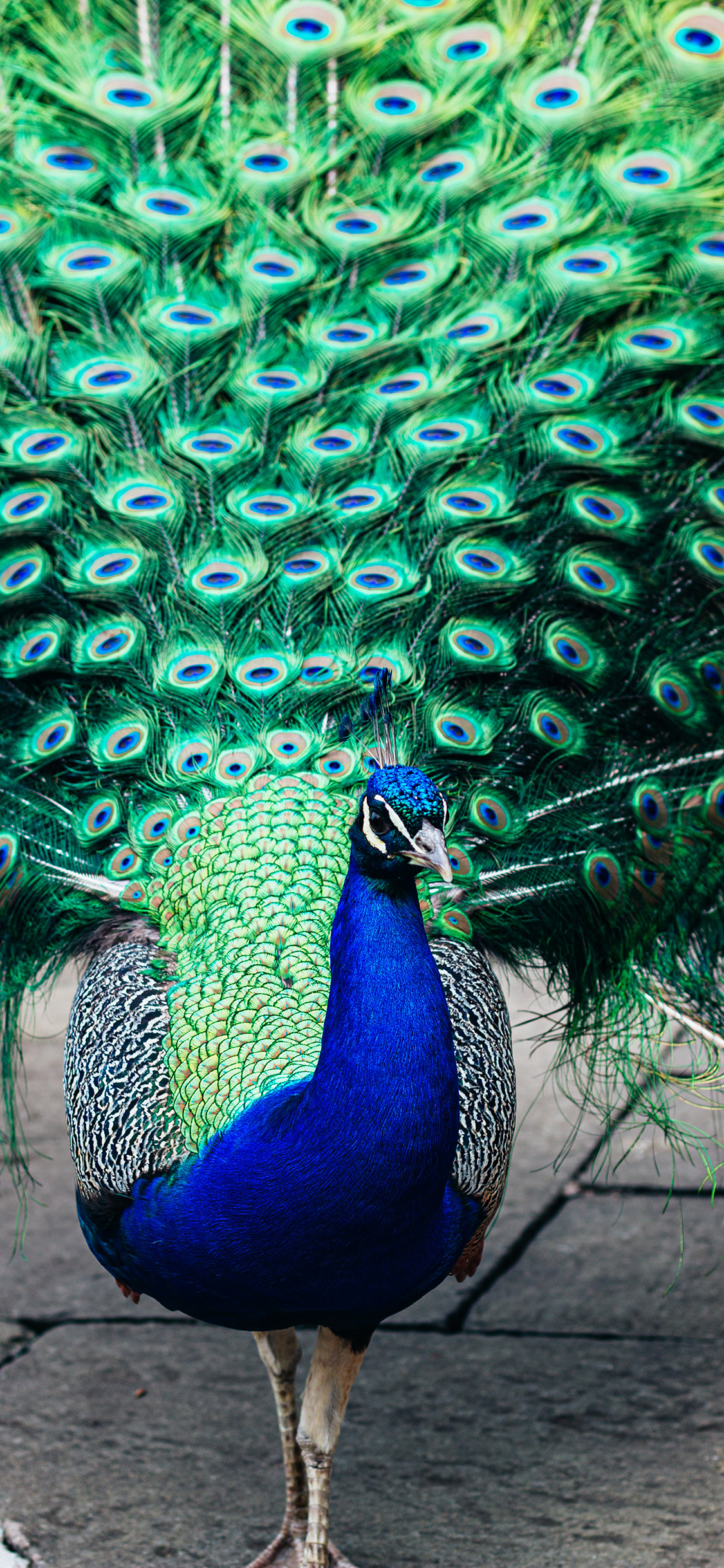 [2436×1125]孔雀 开屏 羽冠 羽毛 苹果手机壁纸图片