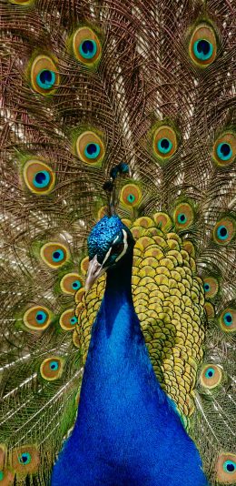 [2436x1125]孔雀 开屏 羽毛 鲜艳 苹果手机壁纸图片