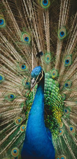 [2436x1125]孔雀 开屏 覆羽 求偶 苹果手机壁纸图片
